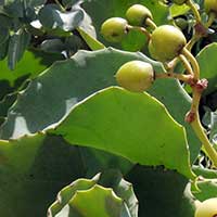 Cissus rotundifolia photo © Michael Plagens