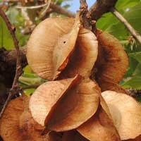 fruit of Combretum sp. photo © Michael Plagens