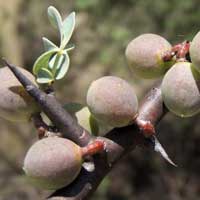 Commiphora sp. schimperi ?, Kenya, photo © Michael Plagens