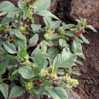 Spiny amaranth, Amaranthaceae, photo © Michael Plagens