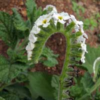 Heliotropium sp, Boraginaceae, photo © Michael Plagens