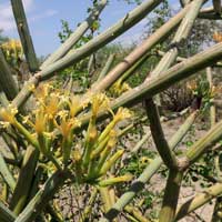 a succulent, malodorus, Senecioneae, photo © Michael Plagens