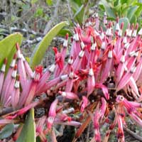 a parasitic shrub with clusters of pink flowers in Kenya, photo © Michael Plagens