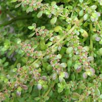 Pilea microphylla, photo © Michael Plagens