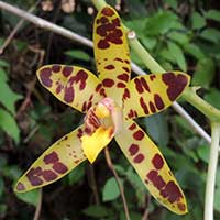 Leopard Orchid, Ansellia africana, photo © Michael Plagens