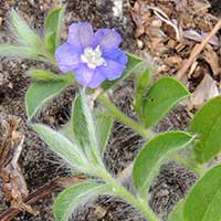 Dwarf Morning Glory, Evolvulus alsinoides, photo © Michael Plagens