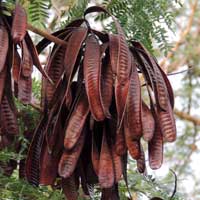 White Lead-tree, Leucaena leucocephala, photo © Michael Plagens