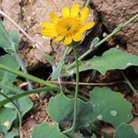 Asteraceae, photo © Michael Plagens