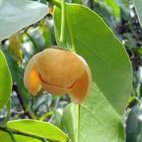 Monanthotaxis sp in Kenya, photo © Michael Plagens