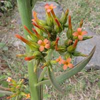 Kalanchoe lanceolata from Kerio Valley © by Michael Plagens