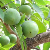 yellow sapote tree in Kerio Valley, photo © Michael Plagens