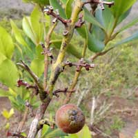 Euclea shrub from Kenya © Michael Plagens