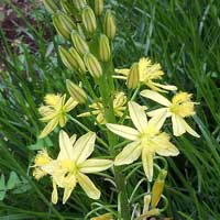 Bulbine frutescens from Kenya, photo © Michael Plagens