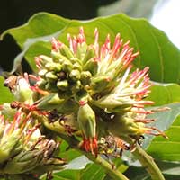 landscape tree, Schotia brachypetala, photo © Michael Plagens