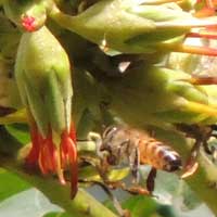 flower with visiting Apis melifera of Schotia brachypetala, photo © Michael Plagens