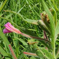 Epilobium hirsutum from a marshy area near Eldoret Kenya, photo © Michael Plagens