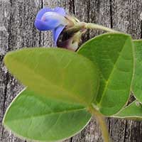 Vigna near racemosa, photo © Michael Plagens