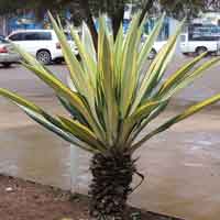 Cultivated Agave in Kenya, photo © Michael Plagens