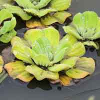 Aquatic Pistia stratiotes in Kenya, photo © Michael Plagens