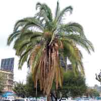 Date Palm, Phoenix dactylifera, photo © Michael Plagens