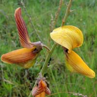 Crotalaria species photo © Michael Plagens