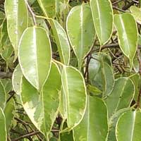 weeping fig, Ficus benjamina, photo © Michael Plagens