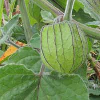 Ground Cherry, Physalis peruviana photo © Michael Plagens