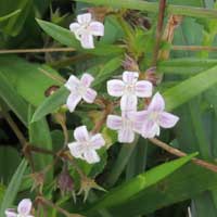 Oldenlandia sp. in Kenya, photo © Michael Plagens