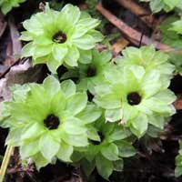 Rose Moss, Rhodobryum, in Kenya, photo © Michael Plagens