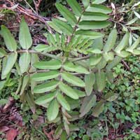 Kalanchoe prolifera photo © Michael Plagens