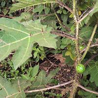 Solanum aculeatissimum photo © Michael Plagens