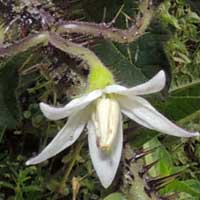 flower of Solanum aculeatissimum photo © Michael Plagens