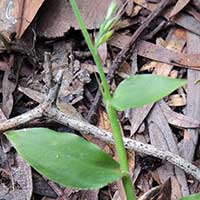 Basket Grass, Bromus sp., in Kenya, photo © Michael Plagens