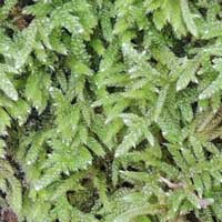 sphagnum sp on a boulder in shady woods, photo © Michael Plagens