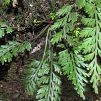 Asplenium sp. photo © Michael Plagens