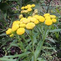 Bright yellow fleabane, Conyza newii, in Kenya, photo © Michael Plagens