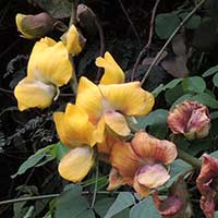 Rattlebox, Crotalaria sp, photo © Michael Plagens