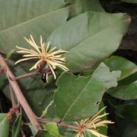 Witch-hazel, Trichocladus ellipticus, photo © Michael Plagens