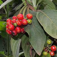 Tricalysia in Kenya, photo © Michael Plagens