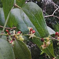 Dioscorea sp. from Kenya, photo © Michael Plagens