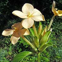 a Barleria with long and short spines from Kenya, photo © Michael Plagens