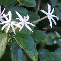 Gold Coast Jasmine from Kenya photo © Michael Plagens