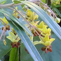 Milkweed, Gomphocarpus fruiticosus, photo © Michael Plagens