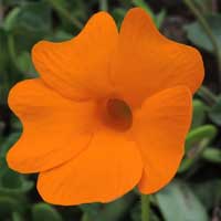 Orange Clock Vine, Thunbergia gregorii, from Kenya, photo © Michael Plagens