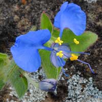 Commelina diffusa, in Kenya, photo © Michael Plagens