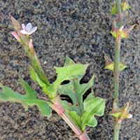 Oxygonum stuhlmannii ?, photo © Michael Plagens