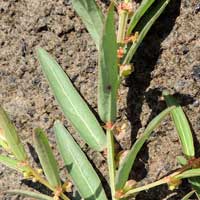 Phyllanthus sp. photo by Michael Plagens