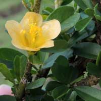 Glabrous leaved Sida cuneifolia from Kiserian, Kenya, photo © Michael Plagens