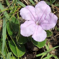 Ruellia sp from Kenya, photo © Michael Plagens