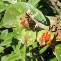 fruit of Withania somnifera photo © Michael Plagens